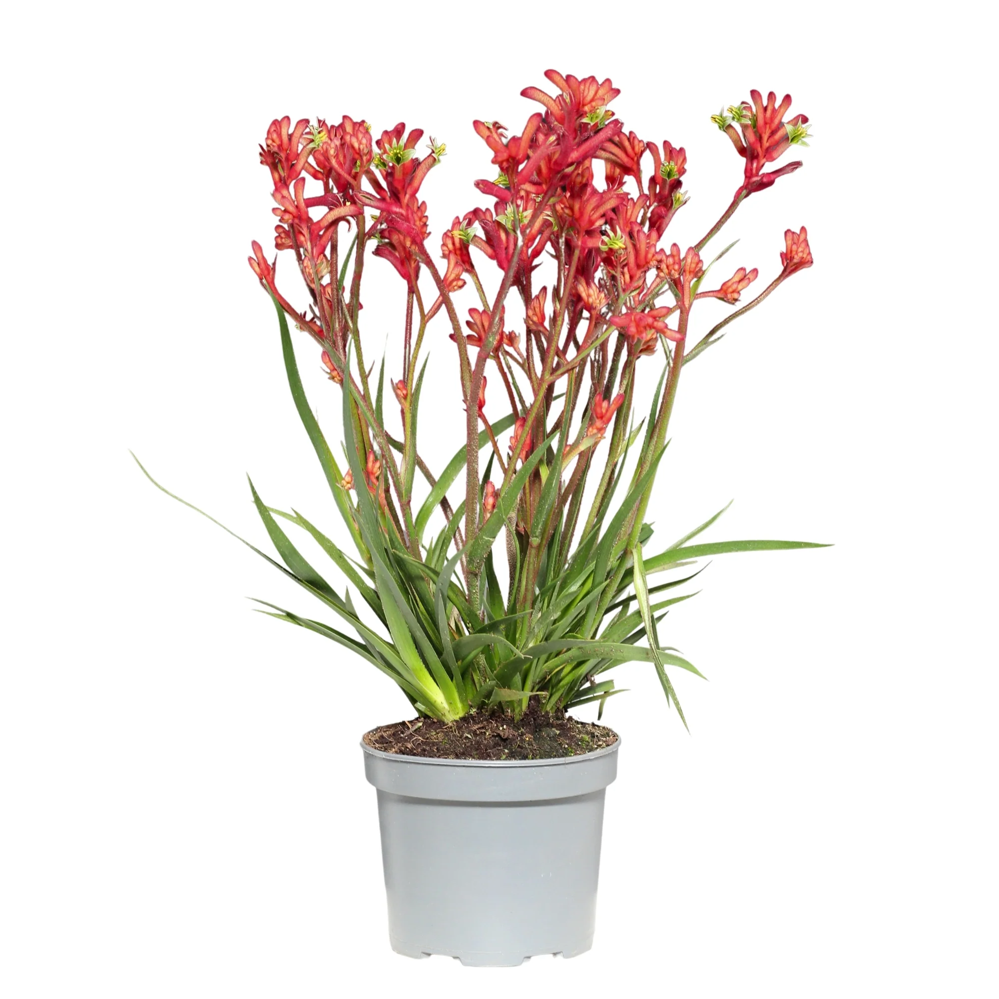 Plantas