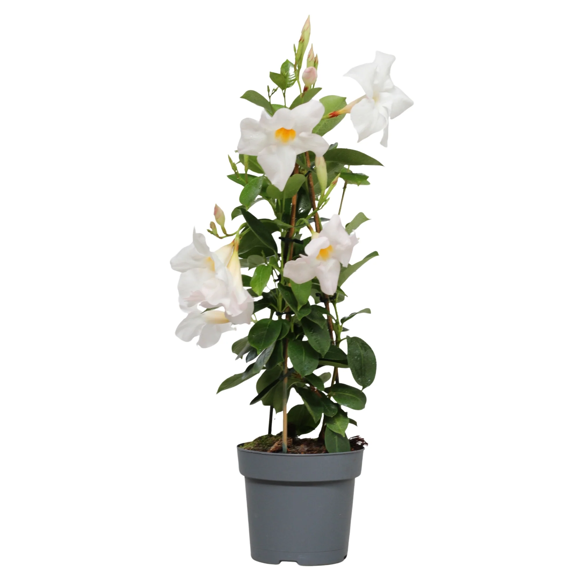 Plantas de exterior com flor