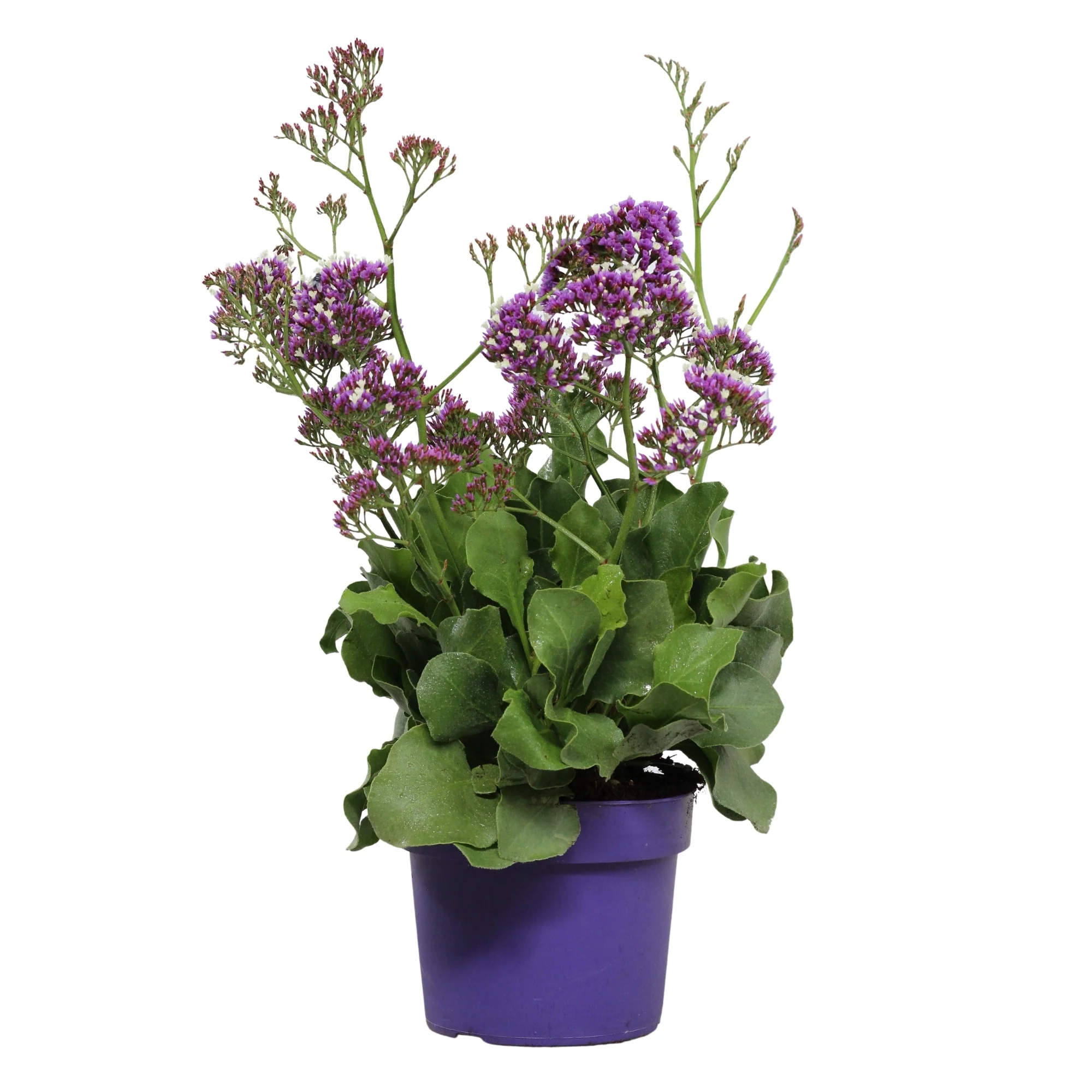 Plantas de exterior